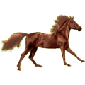Pony Deutsches Reitpony Dunkelfuchs