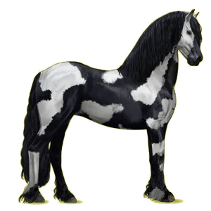 Reitpferd Friese Rappe