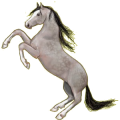 Reitpferd Trakehner Strawberry Roan