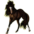 Reitpferd Rappe