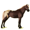 Pony Deutsches Reitpony Brauner