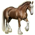 Reitpferd Tinker Dunkelfuchs mit heller Mähne