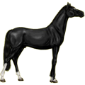 Reitpferd Trakehner Rappe