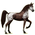 Reitpferd Apfelschimmel