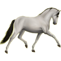 Reitpferd Andalusier Hellgrau