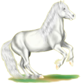 Pony Deutsches Reitpony Rappe
