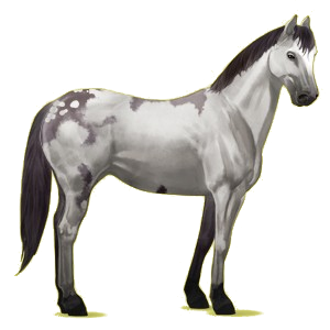 Reitpferd Paint Horse Dunkelbrauner mit Tobiano-Scheckung