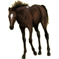Pony Welsh Cob Mausgrau