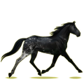 Reitpferd Brauner