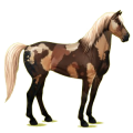 Reitpferd Mustang Dunkelbrauner
