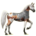 Reitpferd Araber Apfelschimmel