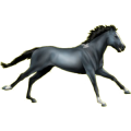 Reitpferd Oldenburger Fuchs