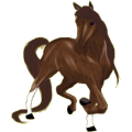 Reitpferd Andalusier Dunkelbrauner