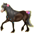 Pony Shetlandpony Falbe