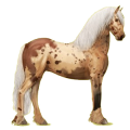 Reitpferd Friese Rappe