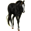 Reitpferd Friese Rappe