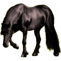 Reitpferd Friese Rappe