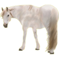 Reitpferd Mustang Hellgrau