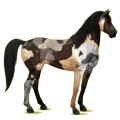 Reitpferd Mustang Cremello