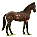 Reitpferd Oldenburger Dunkelbrauner