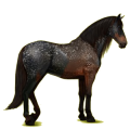Reitpferd Andalusier Dunkelbrauner