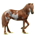 Reitpferd Isländer Brauner
