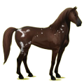 Reitpferd Mustang Dunkelbrauner