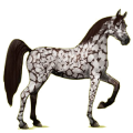 Reitpferd Araber Forellenschimmel