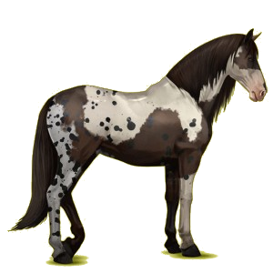 Reitpferd Andalusier Apfelschimmel