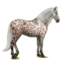 Reitpferd Andalusier Hellgrau