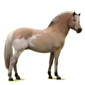 Pony Norweger Braunfalben
