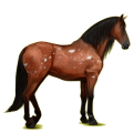 Reitpferd Lipizzaner Apfelschimmel