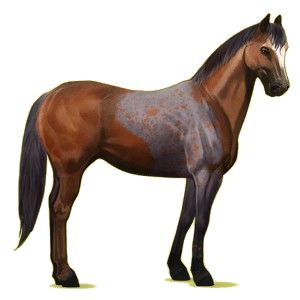 Reitpferd Paint Horse Overo-Fuchsschecke