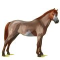 Pegasus-Pony Deutsches Reitpony Palomino