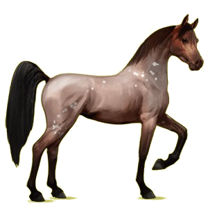 Reitpferd Araber Roan