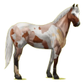Reitpferd Paint Horse Overo-Fuchsschecke