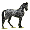 Reitpferd Marwari Mausgrau