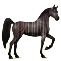 Reitpferd Araber Dunkelfuchs
