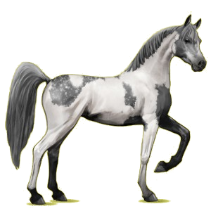 Reitpferd Araber Apfelschimmel