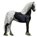 Reitpferd Friese Rappe