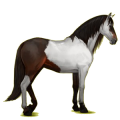 Reitpferd Andalusier Rotbrauner