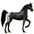 Reitpferd Rappe