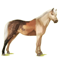 Pony Deutsches Reitpony Fuchs