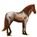 Reitpferd Andalusier Apfelschimmel