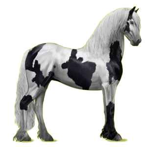 Reitpferd Friese Rappe