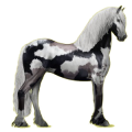 Reitpferd Friese Rappe