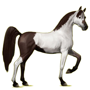 Reitpferd Araber Hellgrau