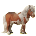 Pony Shetlandpony Fuchs