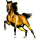 Reitpferd Araber Fuchs