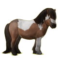 Pony Shetlandpony Brauner
